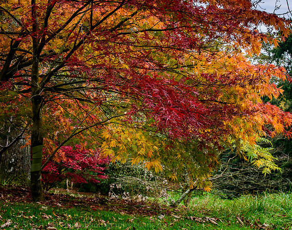 Batsford Arboretum 1