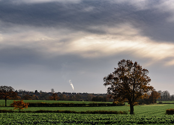 Tree and smoke