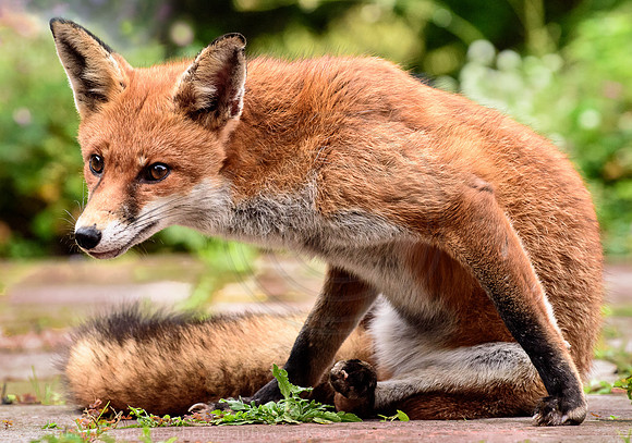 Red Fox