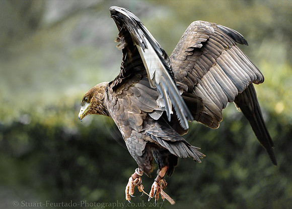 Bateleur Eagle