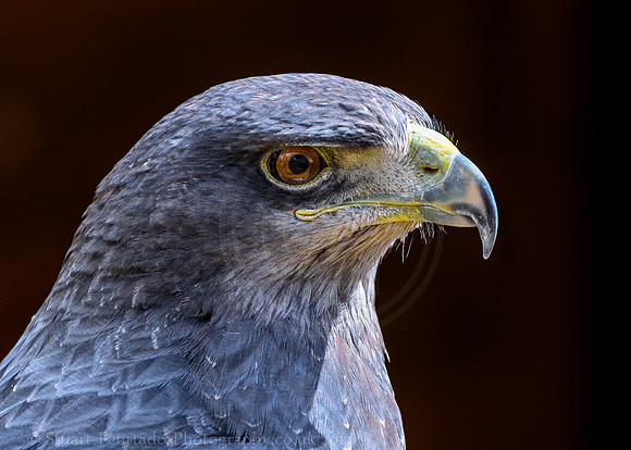 African Goshawk