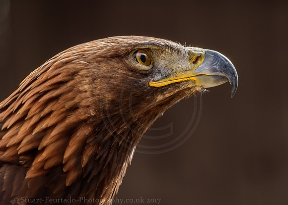 Tawney Eagle