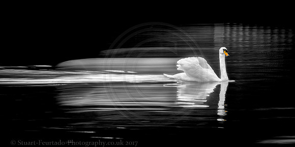 Swan in a hurry
