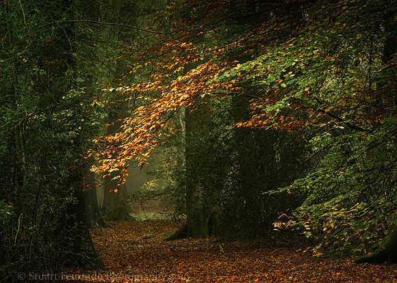 Golden Arch 2