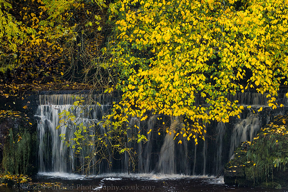 Autumm falls