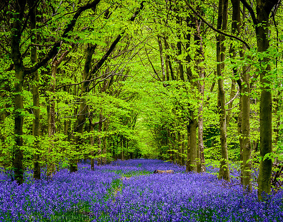 Chiltern Woodland