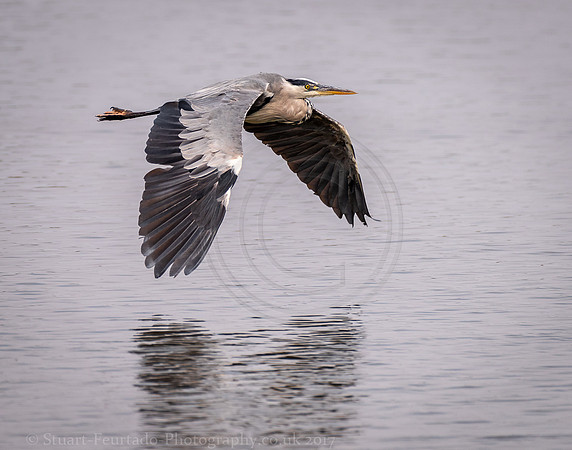 Grey Heron