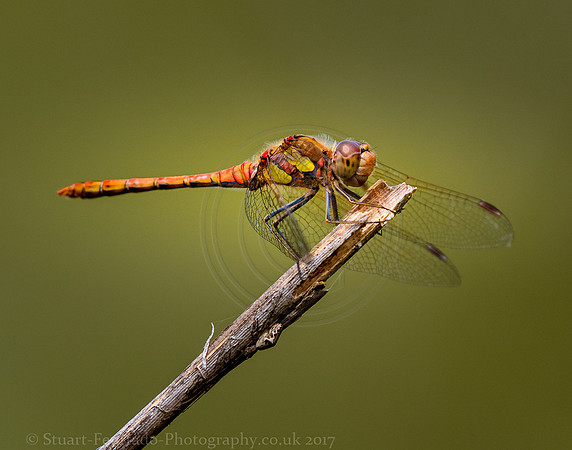 Brown Hawker dragonfly