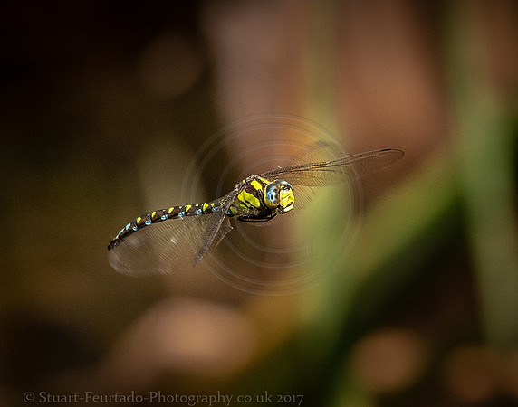 Southern Hawker dragonfly
