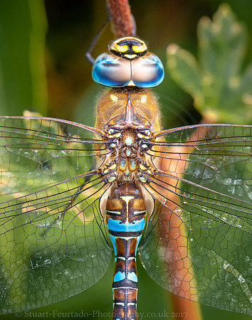 Dragonfly portrait