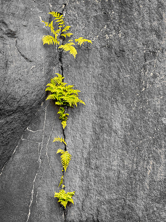 A Fern grip
