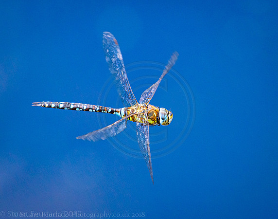 Dragonfly flight 2