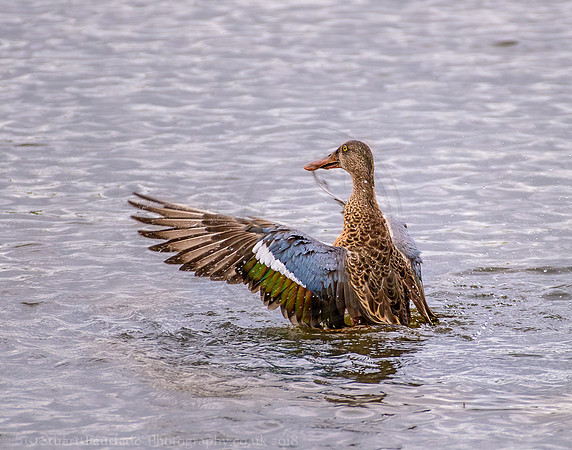 Hello ducky