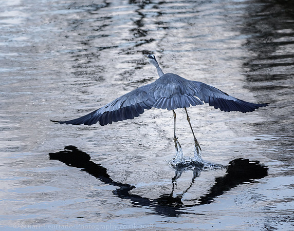 Heron on the up