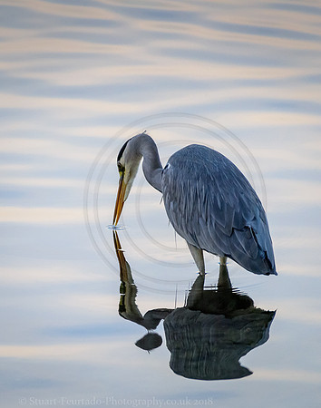 Heron fishing
