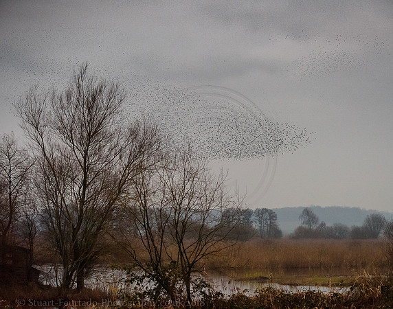 Ham Wall Murmuration 3