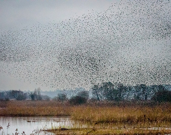 Ham Wall Murmuration 2
