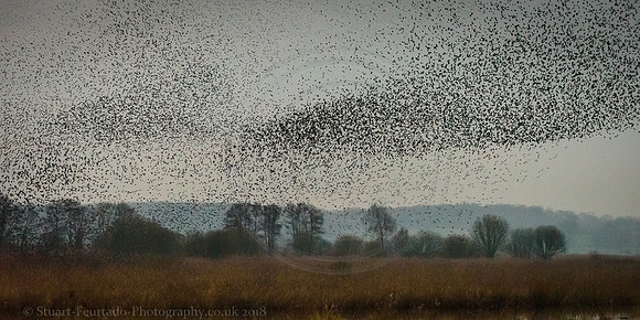 Ham Wall Murmuration 1