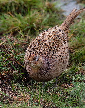 Pheasant female
