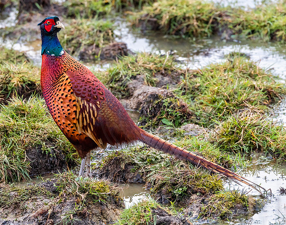 Pheasant male
