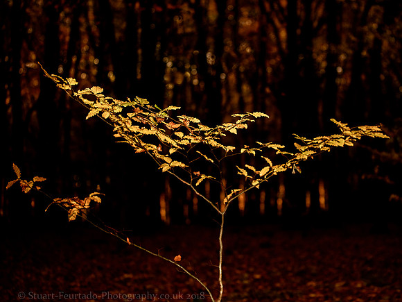 _DSC5052
