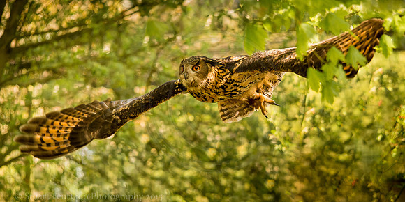 Eagle Owl