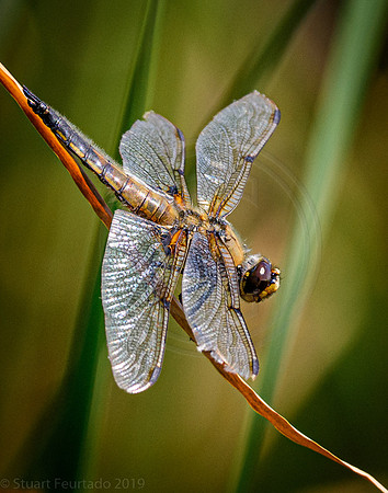 Four Spotted Chaser dragonfly