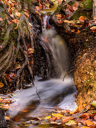 Burnham Beeches water 1