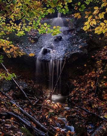 Burnham Beeches water 2