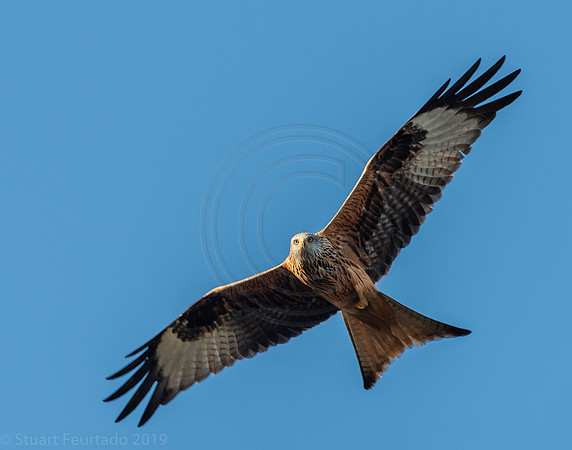 Red Kite