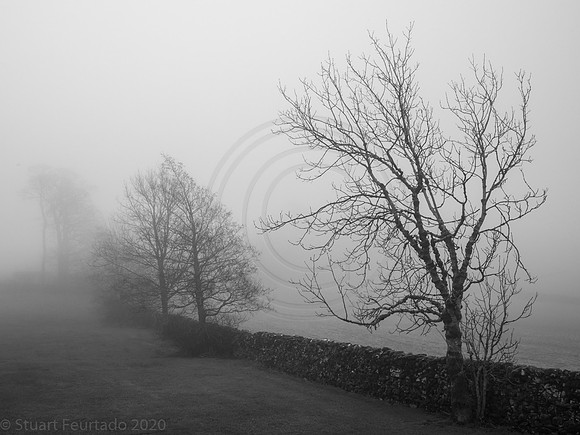 trees in the fog