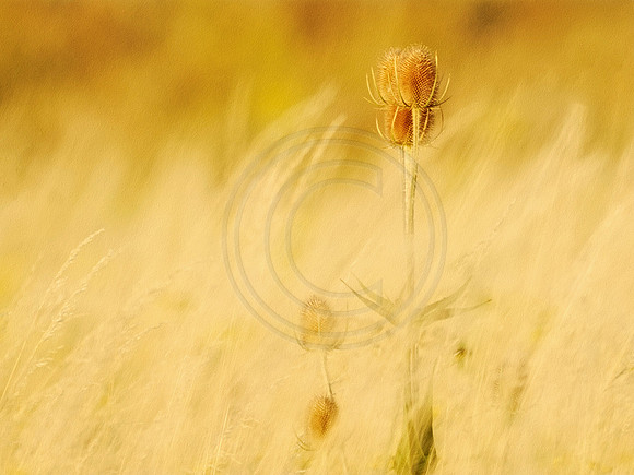 Teasel