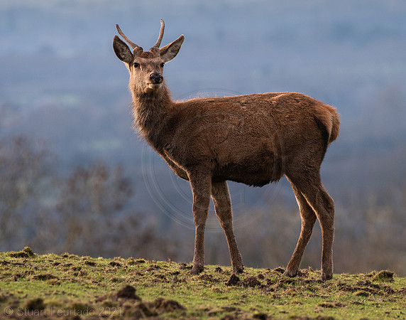 Red deer