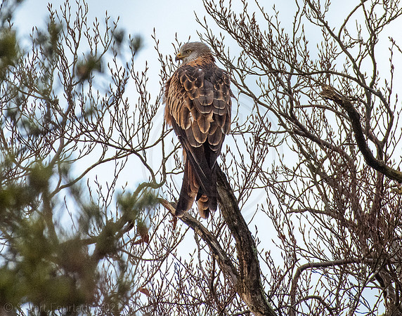 Red Kite on a stick
