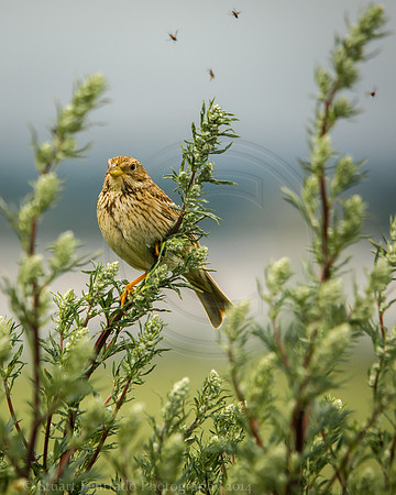 Song thrush and flies