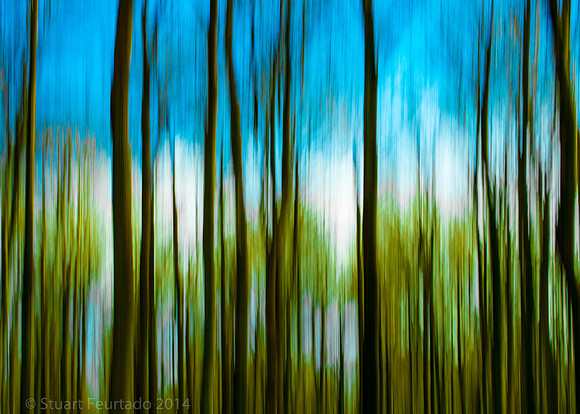 Woods abstract