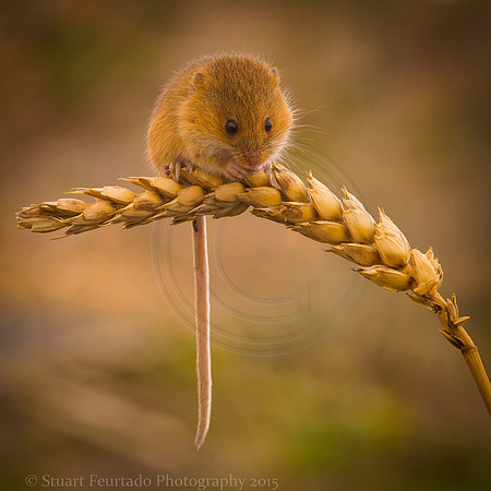 Harvest mouse