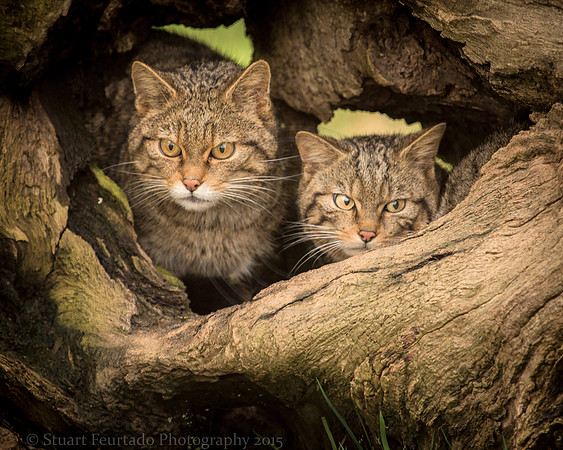 Scottish Wild cats