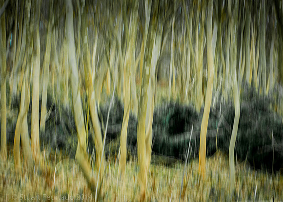 Tree lines 2