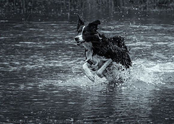 Fun in the flood