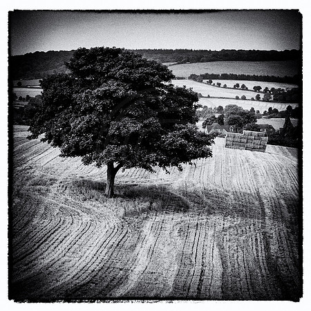 One tree