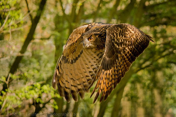 Eagle Owl down beat