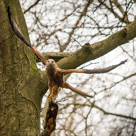 Red Kite in woods