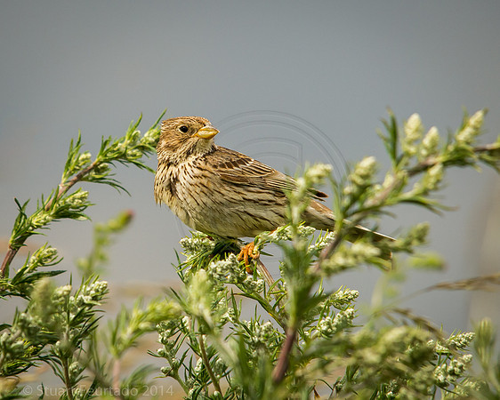Song Thrush