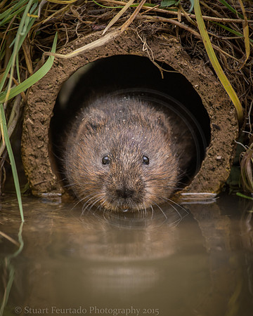 Water Vole