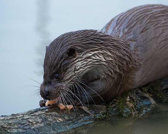 Otter 2