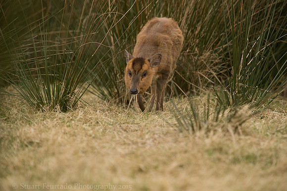 Muntjac
