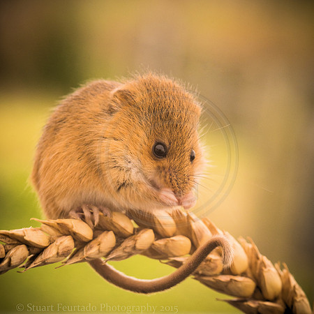 Harvest mouse