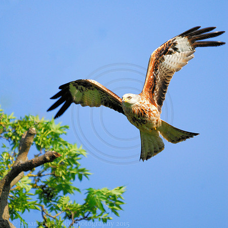 Red Kite