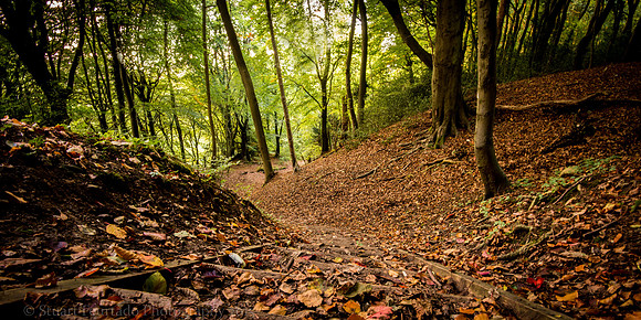 Woodland steps